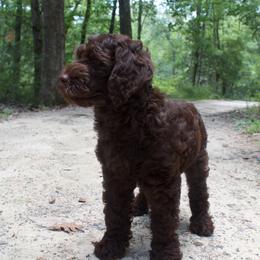 Alfa - Goldendoodle