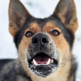 Razzle - German Shepherd