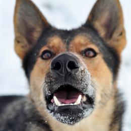 Razzle - German Shepherd