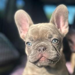 Frank - Blue fawn male French Bulldog puppy in Belleville, Illinois from Poppy’s Frenchies