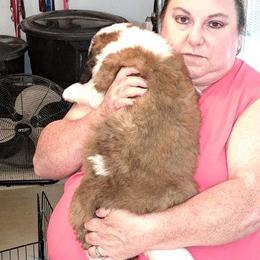 Saint Bernard Puppies from Wintercrest St. Bernards