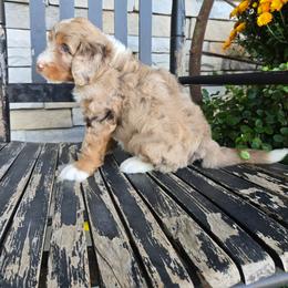 Gunner - Tri-color male Bernedoodle puppy in Holtwood, Pennsylvania from Country Ridge Puppies