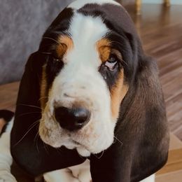 Basset Hound Puppies from South Hill Bassets
