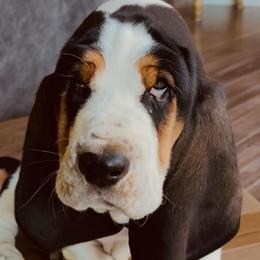 Basset Hound Puppies from South Hill Bassets