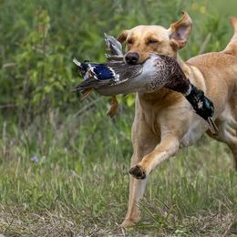 Labrador Retrievers from Guns Up Dog Training