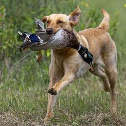 Labrador Retrievers from Guns Up Dog Training
