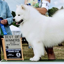 Samoyeds from First Light Samoyeds