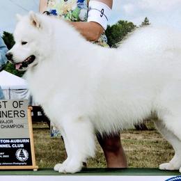 Samoyeds from First Light Samoyeds