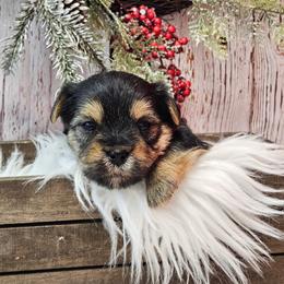 Charlie - Black & tan tri-color male Morkie puppy in Monticello, Iowa from Ashley’s Puppies