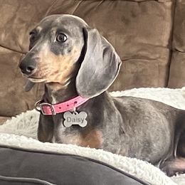 Daisy - Dachshund