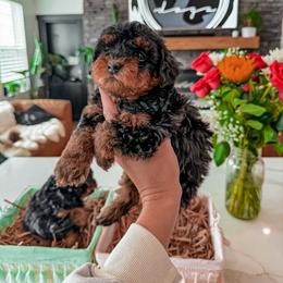 Bernedoodle, Cavapoo, Cavapoochon, Goldendoodle, Poodle, and Yorkipoo Puppies from Anchor Dogs