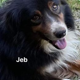 Jeb - Australian Shepherd