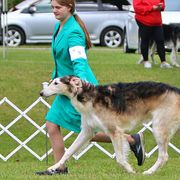 Borzois from Pagosa Borzoi