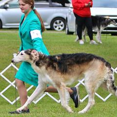 Borzois from Pagosa Borzoi