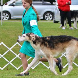 Borzois from Pagosa Borzoi