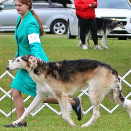 Borzois from Pagosa Borzoi
