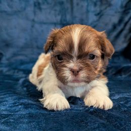 Girl1 - Red and white female Shih Tzu puppy in Gig Harbor, Washington from Mission Mountain Shih Tzu's