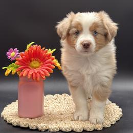 Nox - Red merle male Miniature Australian Shepherd puppy in Covington, Pennsylvania from Rigas Mini Aussies LLC