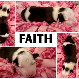 Border Collie Puppies from Pam's Dog Academy & Border Collies