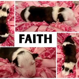 Border Collie Puppies from Pam's Dog Academy & Border Collies