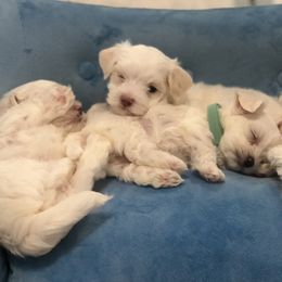 Maltese Puppies from Princess’s Maltese Palace