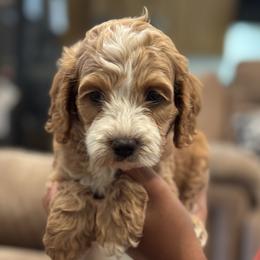 Bugel - Red and white male Cockapoo puppy in Waco, Texas from Cedar Ranch