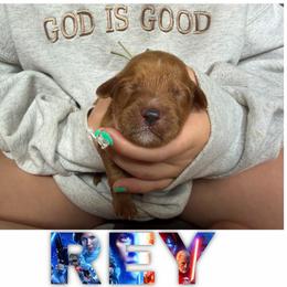 REY - Red  female Goldendoodle puppy in Minneapolis, Minnesota from The Golden Roo