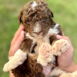 Cocoa - Red tri-color female Aussiedoodle puppy in Eastman, Georgia from Dood B Ranch