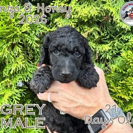 Boy 6 - Blue male Poodle puppy in Tullahoma, Tennessee from Urban Hero Poodles