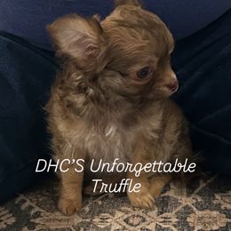 Truffle - Chihuahua
