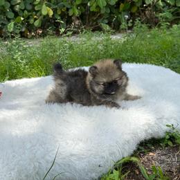 Little Theo - Wolf sable male Pomeranian puppy in Naples, Florida from 🤎 Dreaming Puppies 🐶