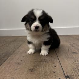 Orange - Black and white male American Corgi puppy in Mineral Point, Wisconsin from Brunett Corgi Co