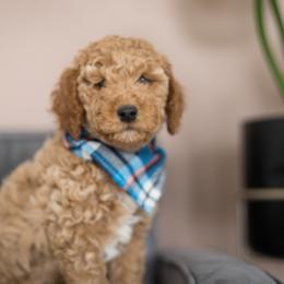 Goldendoodle Puppies from Dashing Doodle Pups