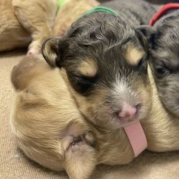 Sheepadoodle Puppies from Sarah Pearl’s Mini Sheepadoodles