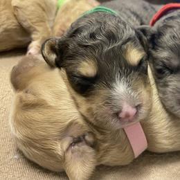 Sheepadoodle Puppies from Sarah Pearl’s Mini Sheepadoodles