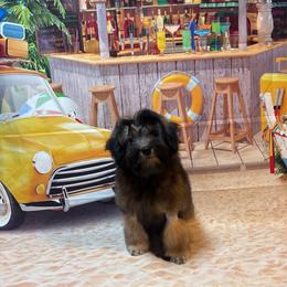 Light Brite - Gold sable female Lowchen puppy in Grand Rapids, Michigan from Lionkru Lowchen and Standard Poodles