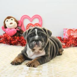 Bree - Blue tri-color female Bulldog puppy in Lewisberry, Pennsylvania from Salted Rim Corgis