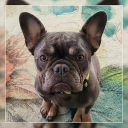 Jewel - French Bulldog