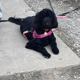 Goldendoodle All Grown Up from Coleman doodles North Texas
