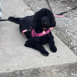 Goldendoodle All Grown Up from Coleman doodles North Texas