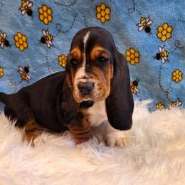 Dixie - Black brown and white female Basset Hound puppy in Mack's Creek, Missouri from Mack's Creek Basset Hounds