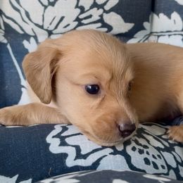 Tinsel - Cream male Dachshund puppy in Vero Beach, Florida from Joseph’s Dachshunds
