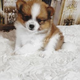 Chihuahua and Pomeranian Puppies from Bliss Acres Farm