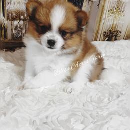 Chihuahua and Pomeranian Puppies from Bliss Acres Farm