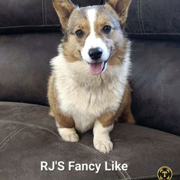 Fancy - Pembroke Welsh Corgi
