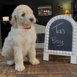 Cream Tan Boy - Cream male Goldendoodle puppy in Jasper, Georgia from Owen Doodles