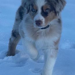 Australian Shepherd Puppies from Grissom’s Aussies