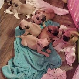 Boy 5 - Fawn male Pug puppy in Gadsden, Alabama from Gadsden Pugs