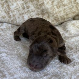 Girl 1 - Aussiedoodle puppy in Paint Rock, Alabama from Kotah’s Kennels