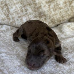 Girl 1 - Aussiedoodle puppy in Paint Rock, Alabama from Kotah’s Kennels